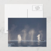 Novaeangliae van Megaptera van de Walvissen van de Briefkaart (Voorkant / Achterkant)