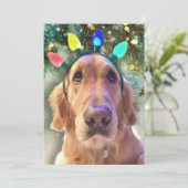 Nova's Bah Humbug Kerst - Golden Retriever - Feestdagenkaart (Staand voorkant)