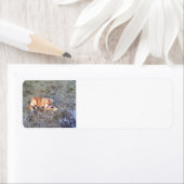 NovaScotiaDuck-TollingRetriever legt 2 Etiket (Insitu)