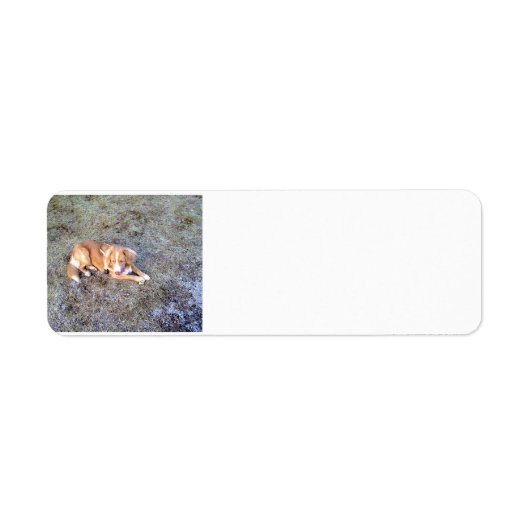NovaScotiaDuck-TollingRetriever legt 2 Etiket (Voorkant)