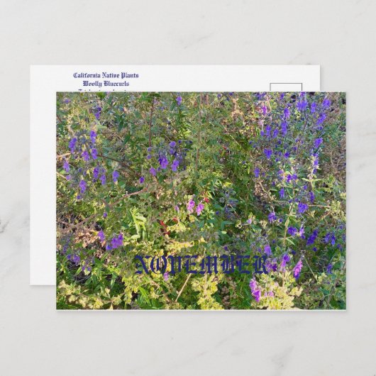 NOVEMBER BRIEFKAART (Voorkant / Achterkant)