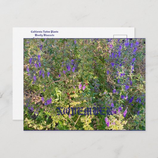 NOVEMBER BRIEFKAART (Voorkant / Achterkant)