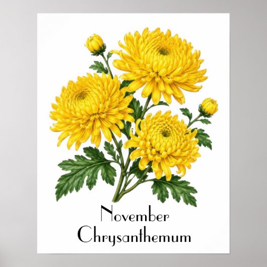 November Chrysanthemum Bloemen Poster (Voorkant)