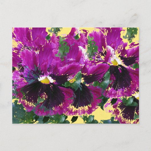 November Pansies Briefkaart (Voorkant)