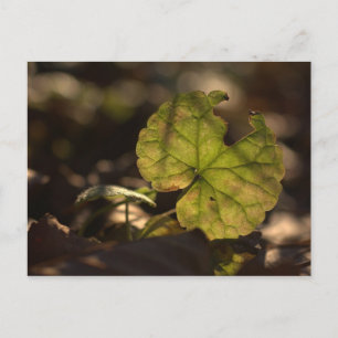 November Sun CC0303 Briefkaart