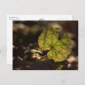 November Sun CC0303 Briefkaart (Voorkant / Achterkant)