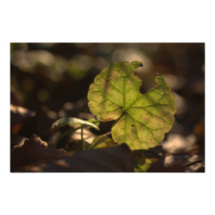 November Sun CC0305 Foto afdrukken