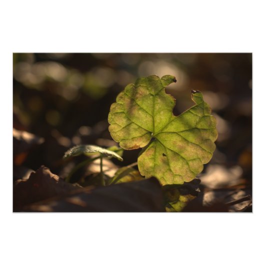 November Sun CC0305 Foto afdrukken (Voorkant)