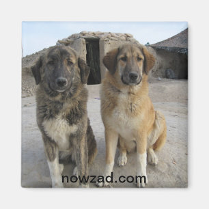 Nowzad Honden Magneet