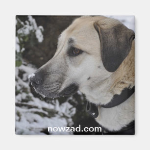 Nowzad Reddingshond Kilo Magnet