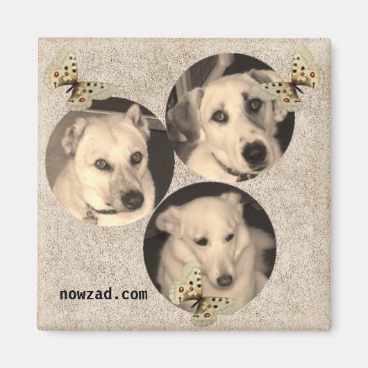 Nowzad Reddingshonden Magneet (Voorkant)