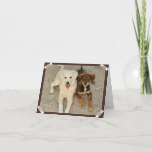 Nowzad Rescue Dogs Notecard Kaart