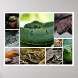 NR-slang fotografie_Page000 Poster