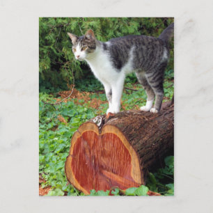 Nu heb je mijn aandacht - Kat Kaart