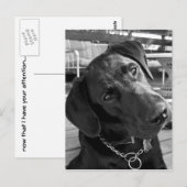 Nu ik je aandacht heb... briefkaart (Voorkant / Achterkant)