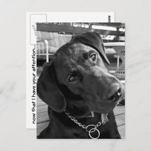 Nu ik je aandacht heb... briefkaart (Voorkant / Achterkant)