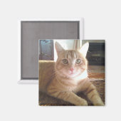 Nubby de kat magneet (Voorkant / Achterkant)