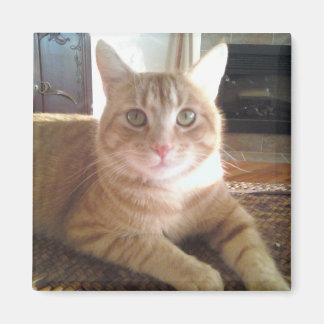 Nubby de kat magneet