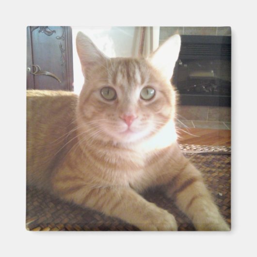 Nubby de kat magneet (Voorkant)