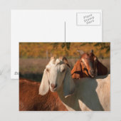 Nubiaanse geiten briefkaart (Voorkant / Achterkant)