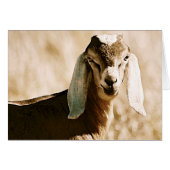 Nubian (Voorkant Horizontaal)