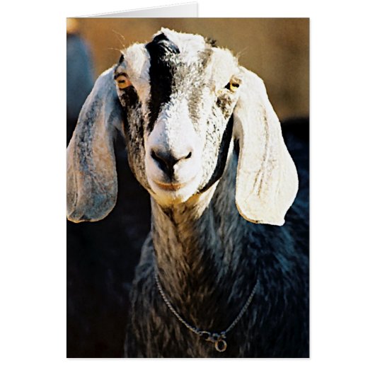 Nubian Beauty (Voorkant)