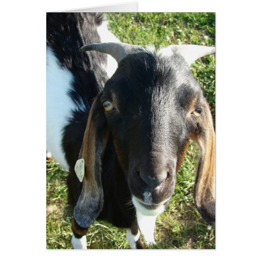 Nubian Billy Goat (Voorkant)