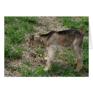 Nubian Billy Kind op een dag oud