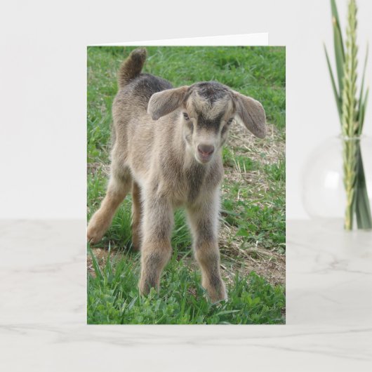 Nubian Billy Kind op een dag oud Kaart (Voorkant)