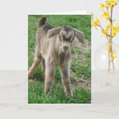 Nubian Billy Kind op een dag oud Kaart (Gele Bloem)