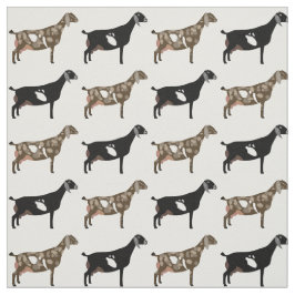 Nubian Dairy Goats on White Stof