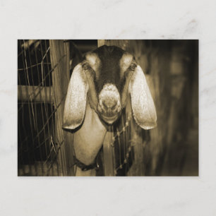 Nubian doe sepia gaat de poort uit briefkaart