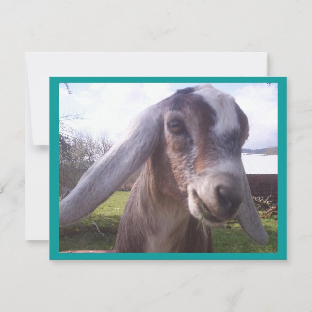 Nubian Goat (Voorkant)