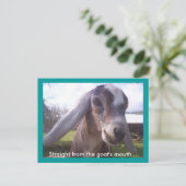 Nubian Goat Briefkaart (Staand voorkant)