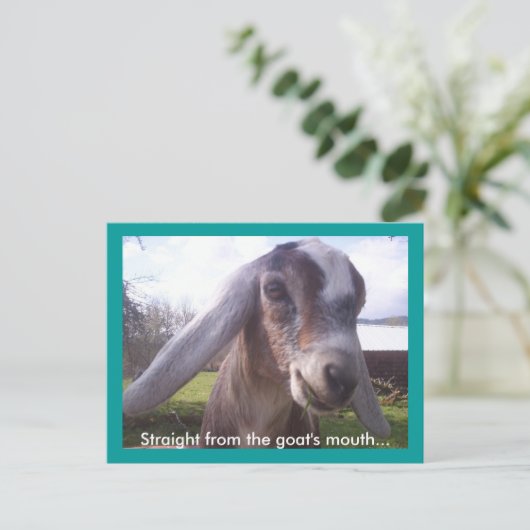 Nubian Goat Briefkaart (Staand voorkant)