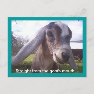 Nubian Goat Briefkaart