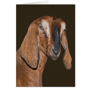 Nubian Goat Card