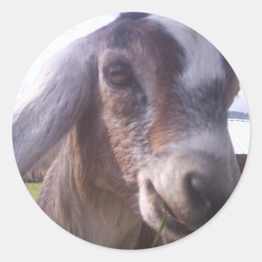 Nubian Goat Ronde Sticker (Voorkant)