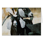 Nubian Goats (Voorkant Horizontaal)
