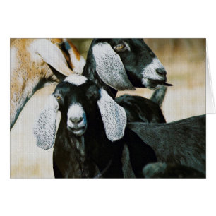 Nubian Goats