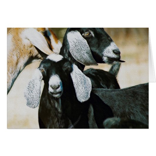 Nubian Goats (Voorkant Horizontaal)