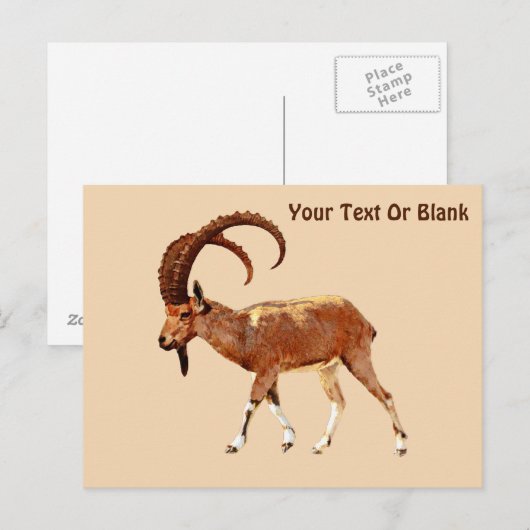 Nubian Ibex - Ein Gedi Briefkaart (Voorkant / Achterkant)