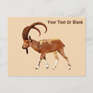 Nubian Ibex - Ein Gedi Briefkaart