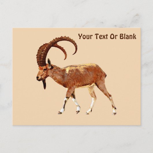 Nubian Ibex - Ein Gedi Briefkaart (Voorkant)