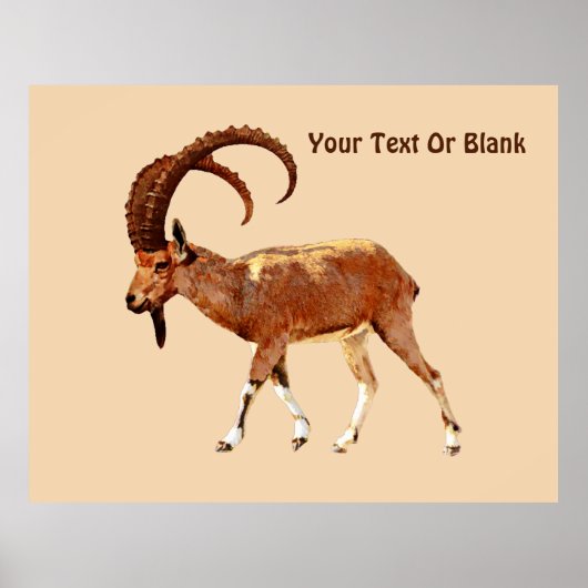 Nubian Ibex - Ein Gedi Poster (Voorkant)
