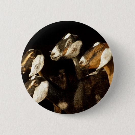 Nubians richt zich op ronde button 5,7 cm (Voorkant)