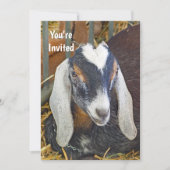  Nubische Geit Foto Verjaardag Kaart (Voorkant)