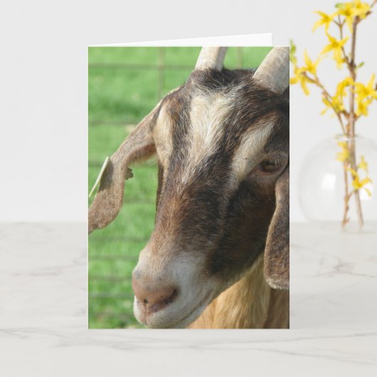 Nubische geit kaart (Gele Bloem)