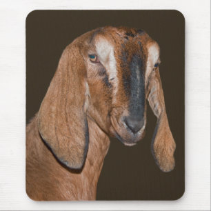 Nubische Geit Muismat