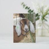 Nubische geit op de County Fair Briefkaart (Staand voorkant)